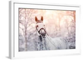 Portrait of A Gray Sports Horse in the Winter-AZALIA-Framed Photographic Print