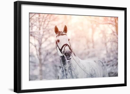 Portrait of A Gray Sports Horse in the Winter-AZALIA-Framed Photographic Print