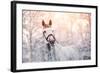 Portrait of A Gray Sports Horse in the Winter-AZALIA-Framed Photographic Print