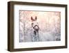 Portrait of A Gray Sports Horse in the Winter-AZALIA-Framed Photographic Print