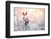 Portrait of A Gray Sports Horse in the Winter-AZALIA-Framed Photographic Print