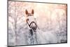 Portrait of A Gray Sports Horse in the Winter-AZALIA-Mounted Photographic Print