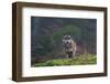 Portrait of a gray wolf, Canis lupus, on a mossy boulder in a foggy forest. Bavaria, Germany.-Sergio Pitamitz-Framed Photographic Print