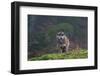 Portrait of a gray wolf, Canis lupus, on a mossy boulder in a foggy forest. Bavaria, Germany.-Sergio Pitamitz-Framed Photographic Print