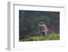 Portrait of a gray wolf, Canis lupus, on a mossy boulder in a foggy forest. Bavaria, Germany.-Sergio Pitamitz-Framed Photographic Print