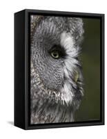 Portrait of a Great Grey Owl (Strix Nebulosa), Captive, United Kingdom, Europe-Ann & Steve Toon-Framed Stretched Canvas