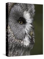 Portrait of a Great Grey Owl (Strix Nebulosa), Captive, United Kingdom, Europe-Ann & Steve Toon-Stretched Canvas