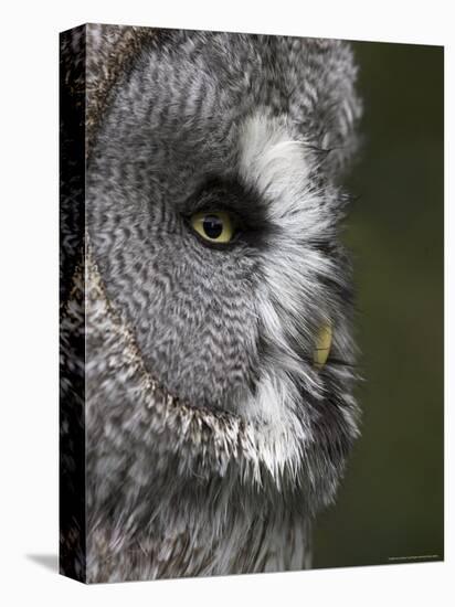 Portrait of a Great Grey Owl (Strix Nebulosa), Captive, United Kingdom, Europe-Ann & Steve Toon-Stretched Canvas