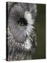 Portrait of a Great Grey Owl (Strix Nebulosa), Captive, United Kingdom, Europe-Ann & Steve Toon-Stretched Canvas