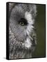Portrait of a Great Grey Owl (Strix Nebulosa), Captive, United Kingdom, Europe-Ann & Steve Toon-Framed Stretched Canvas