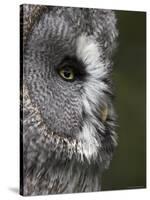 Portrait of a Great Grey Owl (Strix Nebulosa), Captive, United Kingdom, Europe-Ann & Steve Toon-Stretched Canvas