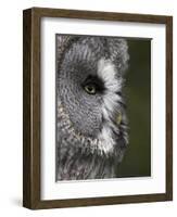 Portrait of a Great Grey Owl (Strix Nebulosa), Captive, United Kingdom, Europe-Ann & Steve Toon-Framed Photographic Print