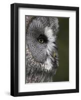 Portrait of a Great Grey Owl (Strix Nebulosa), Captive, United Kingdom, Europe-Ann & Steve Toon-Framed Photographic Print