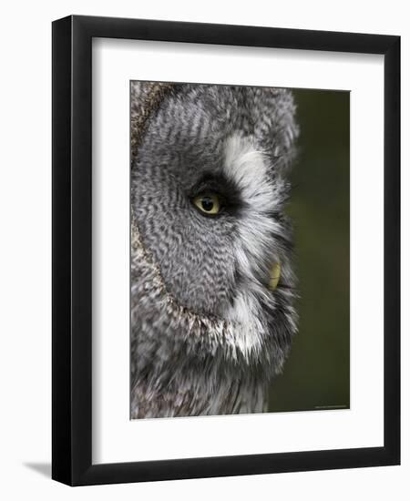 Portrait of a Great Grey Owl (Strix Nebulosa), Captive, United Kingdom, Europe-Ann & Steve Toon-Framed Photographic Print
