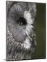 Portrait of a Great Grey Owl (Strix Nebulosa), Captive, United Kingdom, Europe-Ann & Steve Toon-Mounted Photographic Print