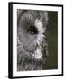 Portrait of a Great Grey Owl (Strix Nebulosa), Captive, United Kingdom, Europe-Ann & Steve Toon-Framed Photographic Print