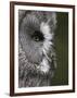 Portrait of a Great Grey Owl (Strix Nebulosa), Captive, United Kingdom, Europe-Ann & Steve Toon-Framed Photographic Print