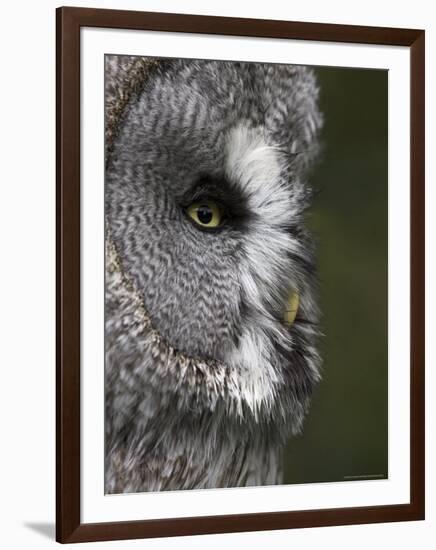 Portrait of a Great Grey Owl (Strix Nebulosa), Captive, United Kingdom, Europe-Ann & Steve Toon-Framed Photographic Print