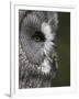 Portrait of a Great Grey Owl (Strix Nebulosa), Captive, United Kingdom, Europe-Ann & Steve Toon-Framed Photographic Print