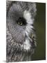 Portrait of a Great Grey Owl (Strix Nebulosa), Captive, United Kingdom, Europe-Ann & Steve Toon-Mounted Photographic Print