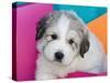 Portrait of a Great Pyrenees Puppy with Colorful Background, California, USA-Zandria Muench Beraldo-Stretched Canvas