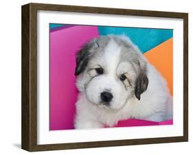 Portrait of a Great Pyrenees Puppy with Colorful Background, California, USA-Zandria Muench Beraldo-Framed Premium Photographic Print