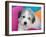 Portrait of a Great Pyrenees Puppy with Colorful Background, California, USA-Zandria Muench Beraldo-Framed Premium Photographic Print