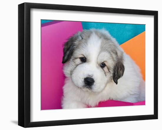 Portrait of a Great Pyrenees Puppy with Colorful Background, California, USA-Zandria Muench Beraldo-Framed Premium Photographic Print