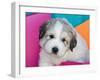 Portrait of a Great Pyrenees Puppy with Colorful Background, California, USA-Zandria Muench Beraldo-Framed Premium Photographic Print