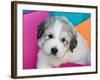 Portrait of a Great Pyrenees Puppy with Colorful Background, California, USA-Zandria Muench Beraldo-Framed Photographic Print