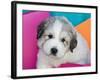 Portrait of a Great Pyrenees Puppy with Colorful Background, California, USA-Zandria Muench Beraldo-Framed Photographic Print