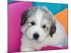 Portrait of a Great Pyrenees Puppy with Colorful Background, California, USA-Zandria Muench Beraldo-Mounted Photographic Print