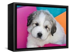 Portrait of a Great Pyrenees Puppy with Colorful Background, California, USA-Zandria Muench Beraldo-Framed Stretched Canvas