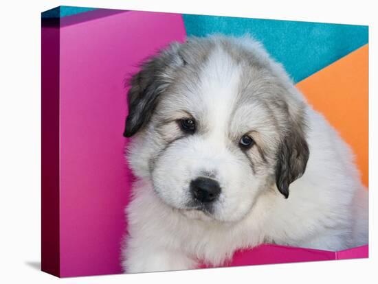 Portrait of a Great Pyrenees Puppy with Colorful Background, California, USA-Zandria Muench Beraldo-Stretched Canvas