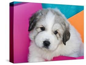 Portrait of a Great Pyrenees Puppy with Colorful Background, California, USA-Zandria Muench Beraldo-Stretched Canvas