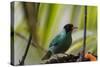 Portrait of a Green Honeycreeper Perching on a Branch-Alex Saberi-Stretched Canvas