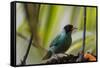 Portrait of a Green Honeycreeper Perching on a Branch-Alex Saberi-Framed Stretched Canvas