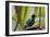 Portrait of a Green Honeycreeper Perching on a Branch-Alex Saberi-Framed Premium Photographic Print