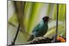 Portrait of a Green Honeycreeper Perching on a Branch-Alex Saberi-Mounted Premium Photographic Print