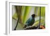 Portrait of a Green Honeycreeper Perching on a Branch-Alex Saberi-Framed Photographic Print