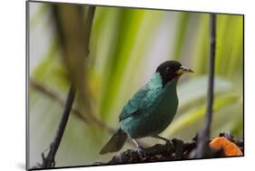 Portrait of a Green Honeycreeper Perching on a Branch-Alex Saberi-Mounted Photographic Print