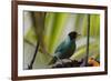 Portrait of a Green Honeycreeper Perching on a Branch-Alex Saberi-Framed Photographic Print