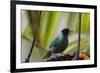 Portrait of a Green Honeycreeper Perching on a Branch-Alex Saberi-Framed Photographic Print