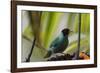 Portrait of a Green Honeycreeper Perching on a Branch-Alex Saberi-Framed Photographic Print