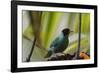 Portrait of a Green Honeycreeper Perching on a Branch-Alex Saberi-Framed Photographic Print