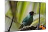 Portrait of a Green Honeycreeper Perching on a Branch-Alex Saberi-Mounted Photographic Print