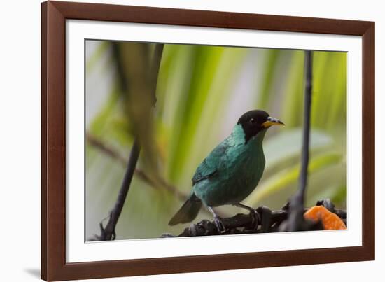 Portrait of a Green Honeycreeper Perching on a Branch-Alex Saberi-Framed Photographic Print