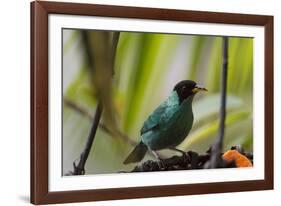 Portrait of a Green Honeycreeper Perching on a Branch-Alex Saberi-Framed Photographic Print