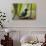 Portrait of a Green Honeycreeper Perching on a Branch-Alex Saberi-Photographic Print displayed on a wall