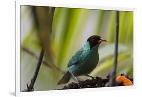 Portrait of a Green Honeycreeper Perching on a Branch-Alex Saberi-Framed Photographic Print